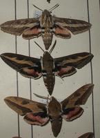 Hyles sp.