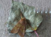 Lepke