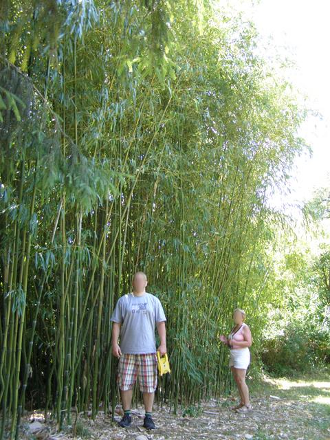 A jólét szimbóluma - beltéri bambusz, gondozás és karbantartás otthon - Zuzmók 