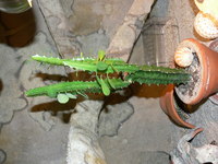 Euphorbia Trigonia