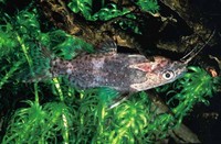 Rckenschwimmender Kongowels;