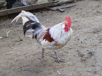 holland trpe 