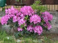 Rhododendron