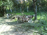 A nagy galagonya zabls