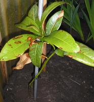 magnolia1