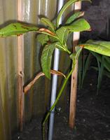magnolia2