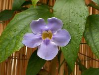 Thunbergia grandiflora