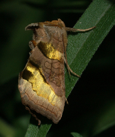 Lepke