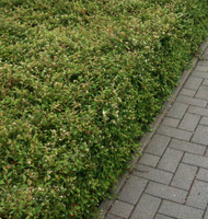 Fuapolas Index Forum