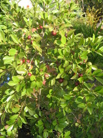 szamca guava