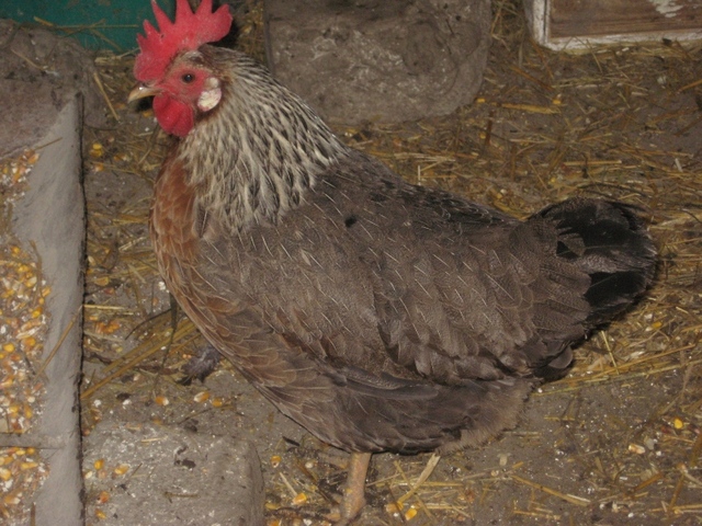 Brutális nagy kakasok
