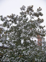magnlia grandiflra
