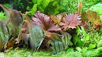 Pterophyllum scalare