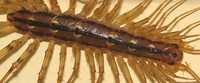 Scutigera coleoptrata