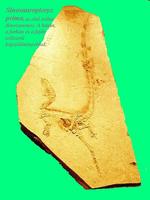 Theropoda, az el�s tollas szaurusz