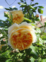 Crown Princess Margareta