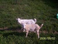 k�t kis bak, itt m�g n�gy hetesen