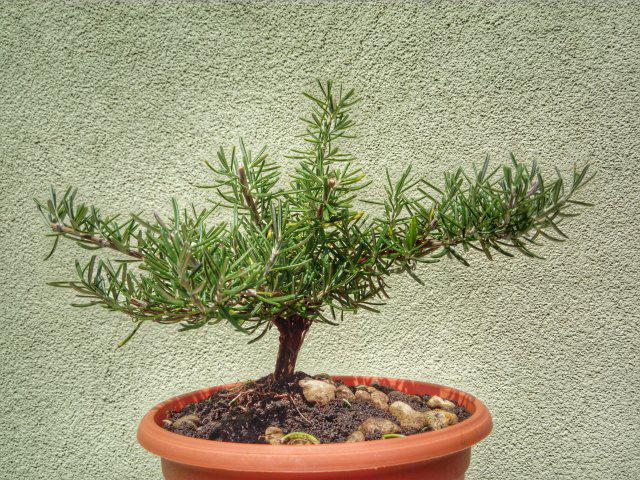 Bonsai Idoutazas Index Forum