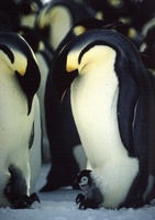 Pingvin-csald