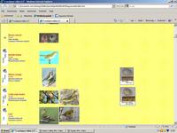 Hazai madarak I. t�bla r�szlete