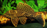 Pterygoplichthys  cf. gibbiceps