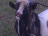  a kis vadc
