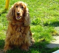 Vilmosnak h�vj�k