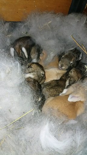 A LEGJABB J VI CSAPAT.