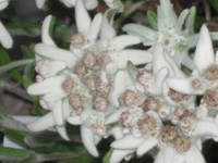 Edelweiss, persze cserepes :)