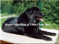 MARCO POLOS KING OF TIBET