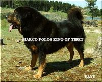 MARCO POLOS KING OF TIBET