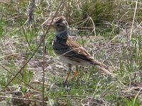 Annette Cutts: mezei pacsirta