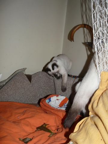 Chat társkereső oldalak az Egyesült Államokban