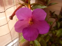 Achimenes Charm