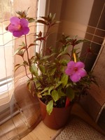 Achimenes Charm