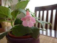 Kohleria Sunshine