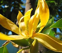 Cananga odorata