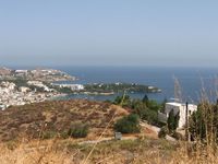 pelagia
