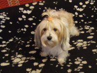 Fibi