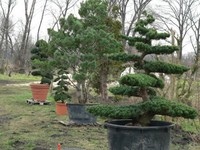 Bonsai Hungary