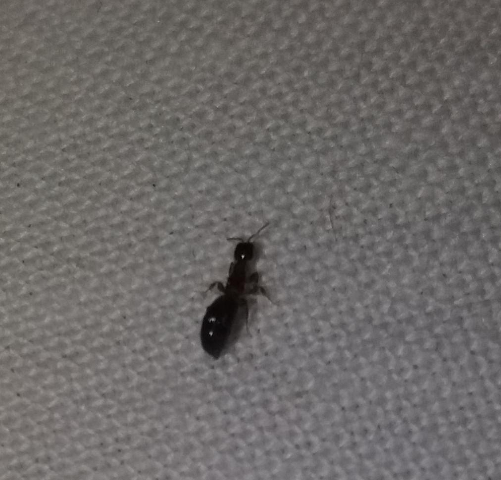 Apró fekete bogarak a lakásban