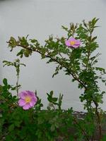 Rosa virginiana