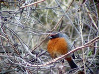 Rufous-breasted Warbling-Finch