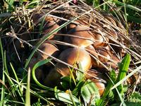 Grifola frondosa (Bokrosgomba) Maitake - Mushroomverzum webáruház
