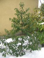 Il Mondo In Un Giardino Tutti Pazzi Per La Siepe Di Photinia Rossa