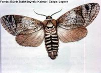 Nagy faront lepke