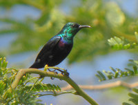 b�boros szalagos m�zmad�r