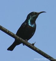 bibor nekt�rmad�r