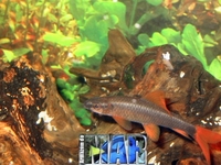 Labeo cf. frenatus