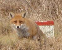 Rka koma a hatrk mellett